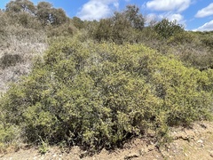 Adenostoma fasciculatum