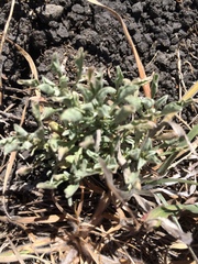 Hesperevax sparsiflora