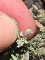 Hesperevax sparsiflora