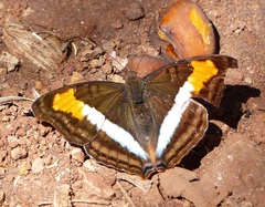 Doxocopa laurentia laurentia