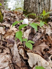 Anemonoides quinquefolia