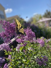 Papilio multicaudata
