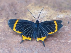 Barbicornis basilis mona