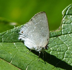 Strephonota tephraeus