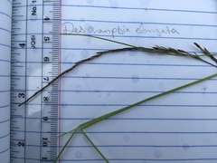 Deschampsia elongata