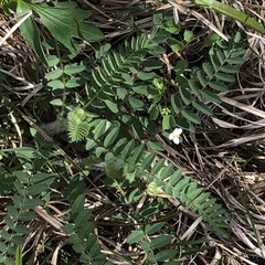 Astragalus tennesseensis