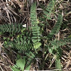 Astragalus tennesseensis