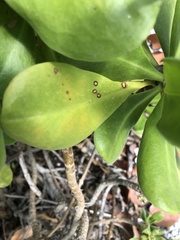 Mycosphaerella scaevolae