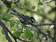 Parus major