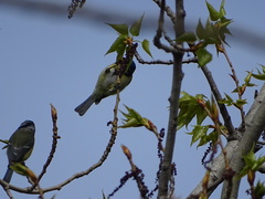 Parus major