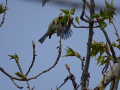Parus major