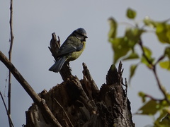 Cyanistes caeruleus