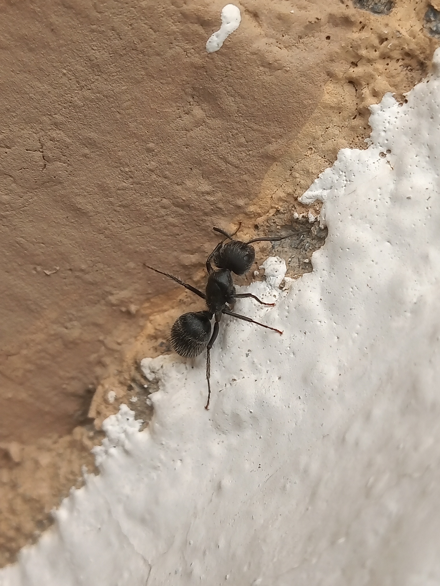 Camponotus senex