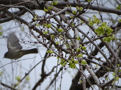 Sylvia atricapilla