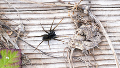 Pardosa vancouveri