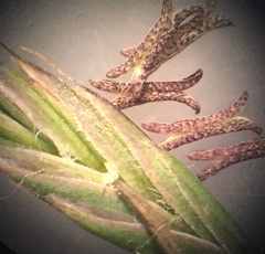 Festuca trachyphylla