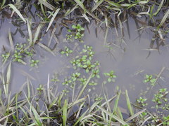 Ludwigia repens