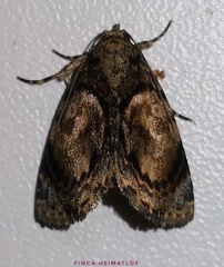 Drobeta
