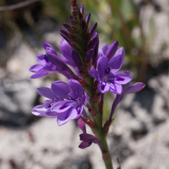 Thereianthus spicatus