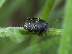 Pachybrachis stygicus