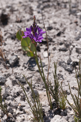 Thereianthus spicatus