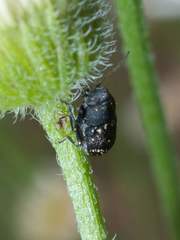 Pachybrachis stygicus