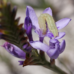 Thereianthus spicatus