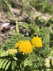 Tanacetum bipinnatum