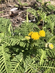 Tanacetum bipinnatum