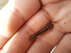 Alpheus heterochaelis