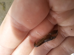 Alpheus heterochaelis