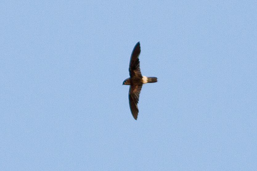 Band-rumped Swift photo