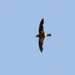 Band-rumped Swift - Photo (c) Dave Curtis, some rights reserved (CC BY-NC-ND)