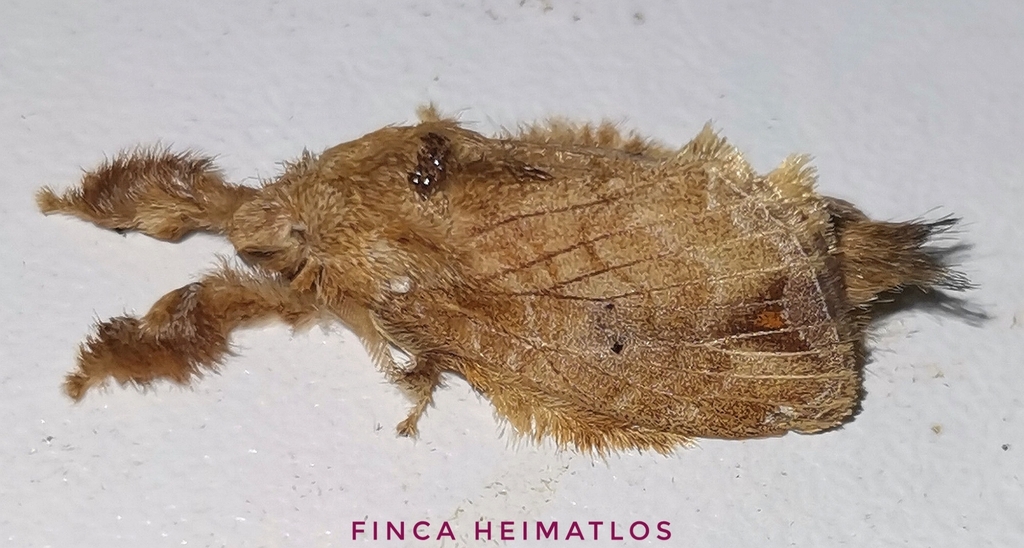Nesara caramina