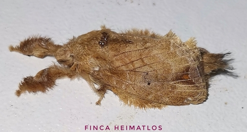 Nesara caramina