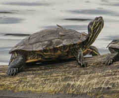 Trachemys scripta elegans