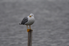 Larus michahellis michahellis