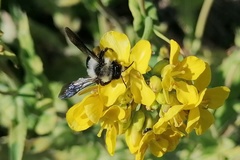 Andrena danuvia