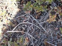 Arctostaphylos uva-ursi