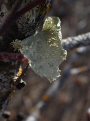 Ramalina sinensis