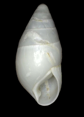 Leptachatina