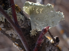 Ramalina sinensis