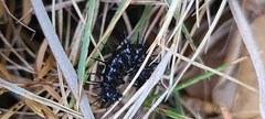 Nymphalidae