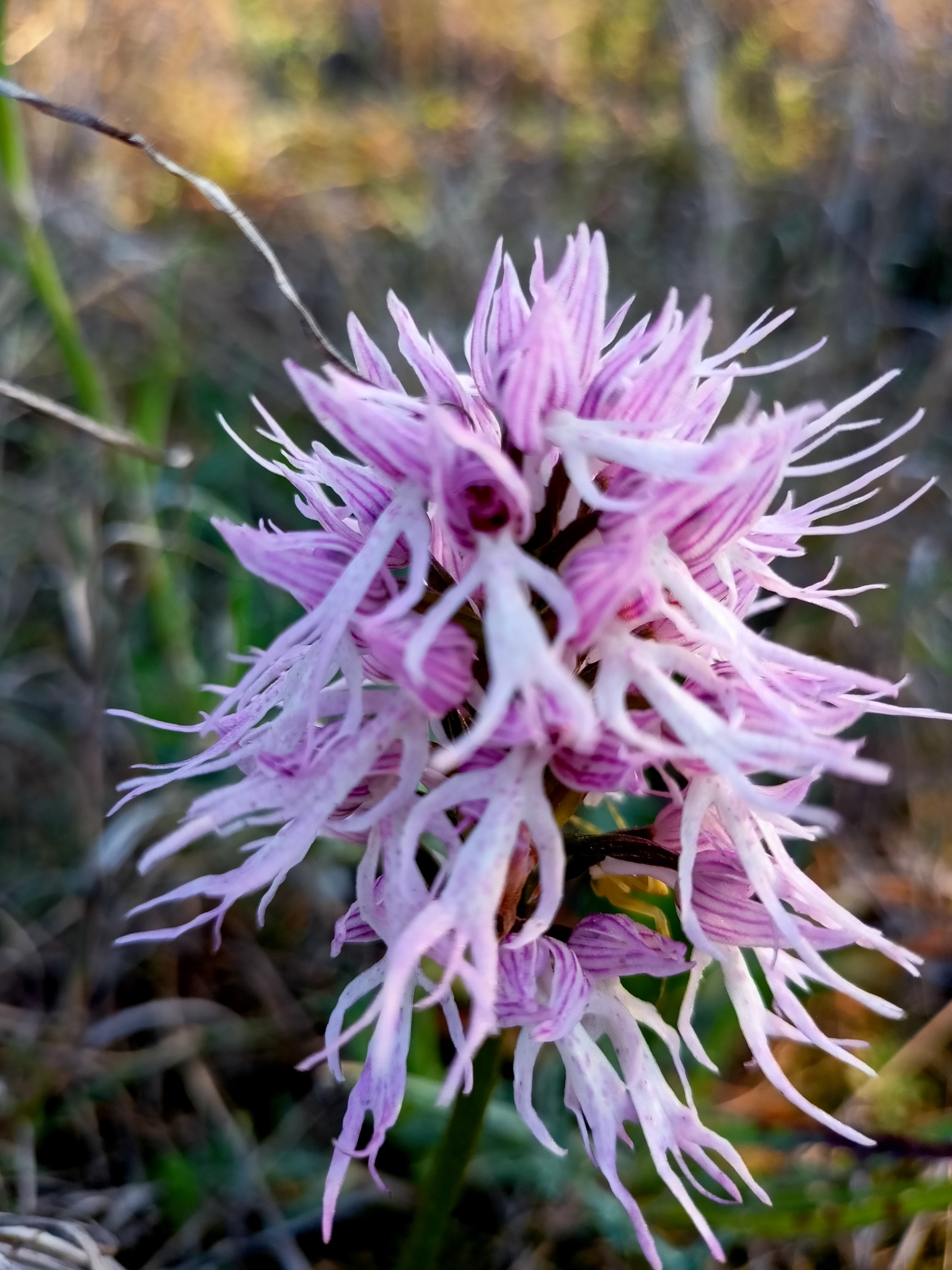 オルチャニスト Genus Orchis · iNaturalist