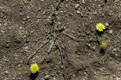 Malacothrix fendleri