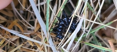 Nymphalidae