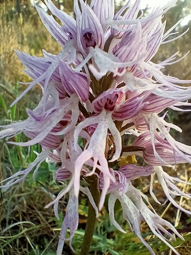 Naked-man Orchid