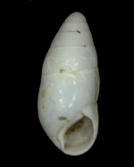 Leptachatina