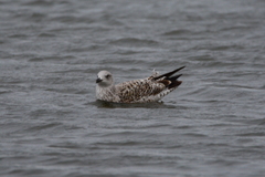 Larus michahellis michahellis