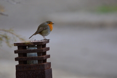 Erithacus rubecula rubecula